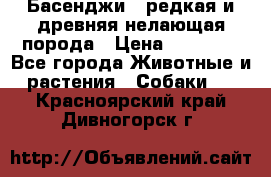 Басенджи - редкая и древняя нелающая порода › Цена ­ 50 000 - Все города Животные и растения » Собаки   . Красноярский край,Дивногорск г.